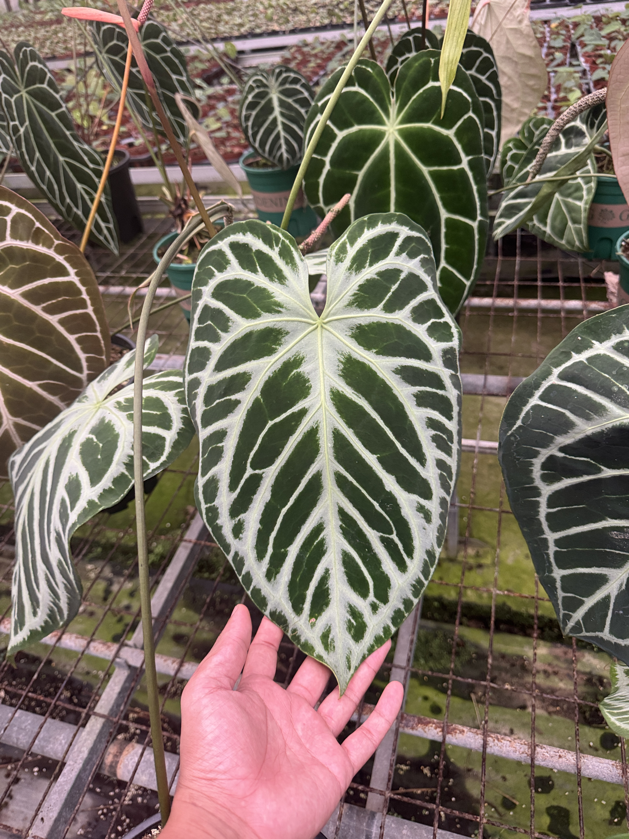 新手入门杂交花烛华丽黑水晶红水晶papi贝斯铜锣烧小钻石撕裂纹杂