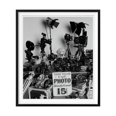 布鲁斯·韦伯金毛摄影协会