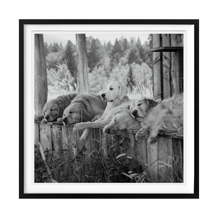 【预订】TASCHEN限量收藏版布鲁斯·韦伯 金毛摄影协会 Bruce Weber. The Golden Retriever Photographic Society. 原版英文摄影