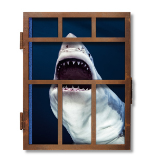 限量收藏版 Michael 包邮 现货Sharks TASCHEN 鲨鱼迈克尔·穆勒摄影艺术书籍作品集进口原版 Muller 图书