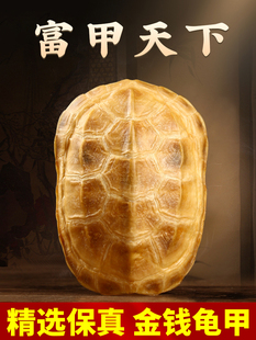 六字摇卦工具 采购产品龟壳 插入玩具 龟壳 干隆柄件 真龟壳