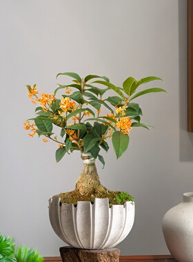 红色四季桂桂花花草树苗盆栽盆景四季丹桂天香台阁老桩嫁接矮桩