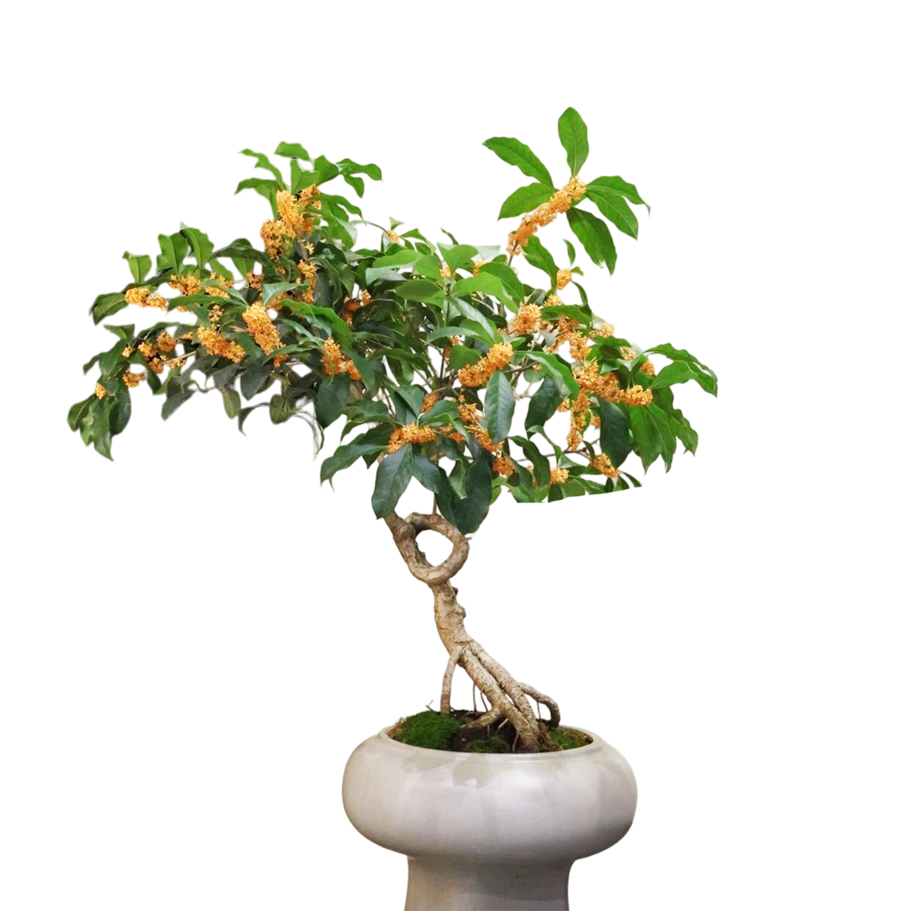 四季花开嫁接老桩桂花好养盆景