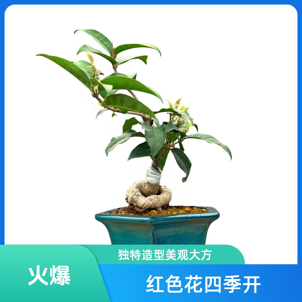 浓香型嫁接四季桂花老桩盆景好养