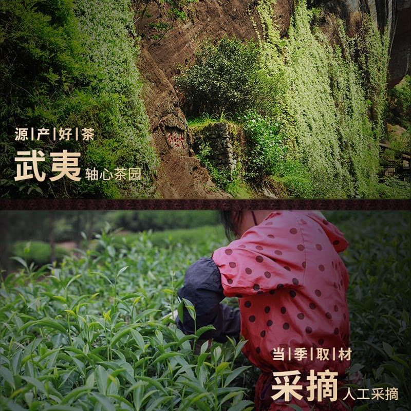 茶6款大红袍武夷茗茶水仙肉桂奇兰百瑞香金牡丹浓香型岩茶