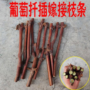 果树苗美国甜蜜蓝宝石葡萄嫁接接穗巨峰阳光玫瑰葡萄树苗扦插枝条