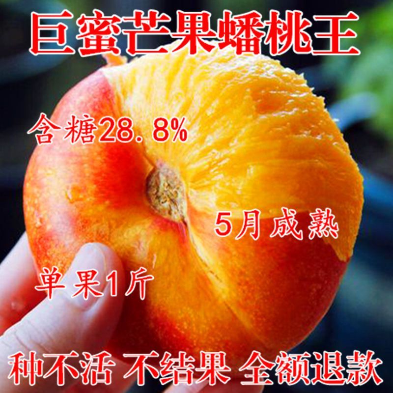 特大芒果蜜蟠桃树苗正宗嫁接早熟五月黄桃水蜜桃北方南方盆栽地栽