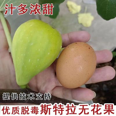 斯特拉无花果树苗当年结果特甜