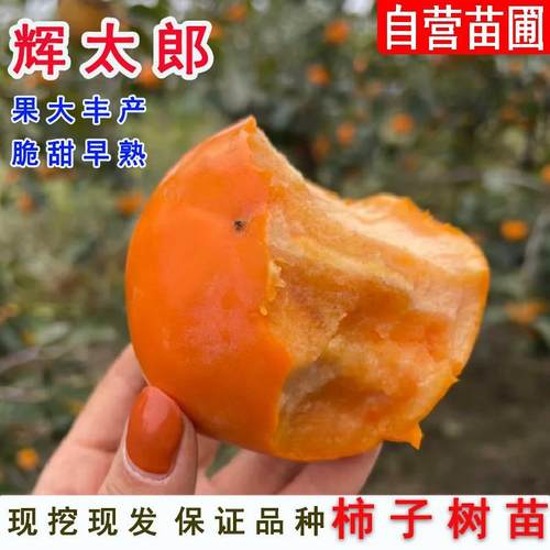 日本辉太郎柿子树苗嫁接脆甜柿子苗盆栽特大南北方地栽当年结果苗