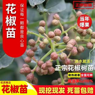 花椒苗大红袍狮子头黄盖花椒树小苗青花椒苗当年结果花椒苗果树苗