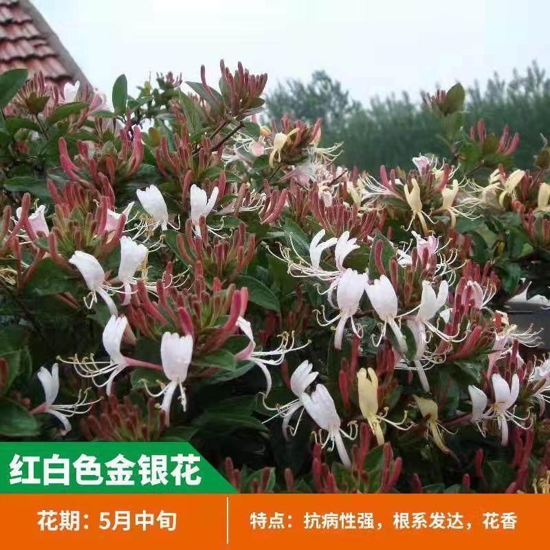 爬藤植物红白色金银花树苗盆栽阳台树苗四季开花常青藤蔓耐寒花卉