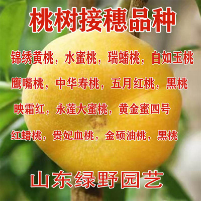 桃树接穗黄金蟠桃桃树嫁接用