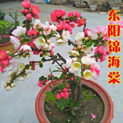 东阳锦盆栽海棠花苗耐寒花卉阳台