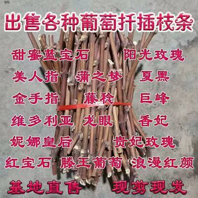 果树苗美国甜蜜蓝宝石葡萄嫁接接穗巨峰阳光玫瑰葡萄树苗扦插枝条