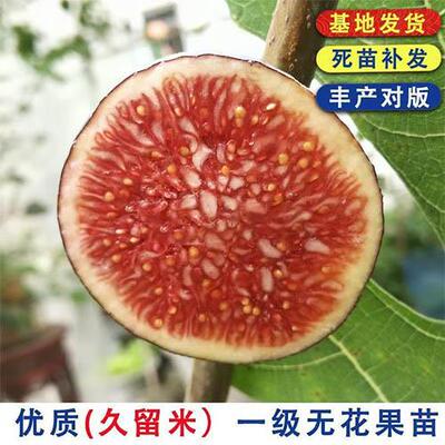 无花果树苗糖心红肉紫果