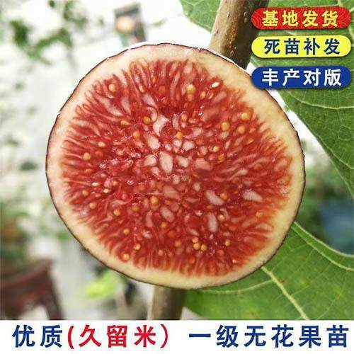 无花果树苗糖心红肉紫果