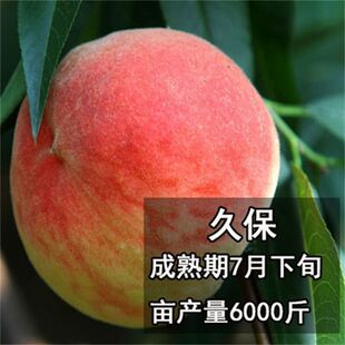 平谷大桃树苗 大久保桃树苗 嫁接大桃苗水蜜桃果树苗北方南方种植