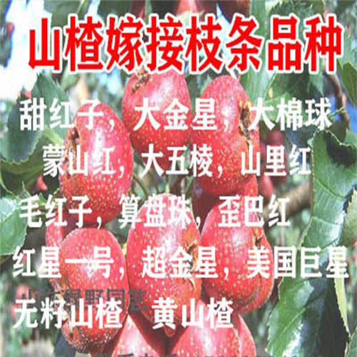 新品种山楂接穗现剪现发嫁接枝条