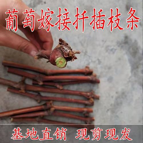 新鲜葡萄枝条扦插嫁接现剪现发