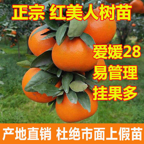象山红美人早熟甘甜多汁橘子嫁接