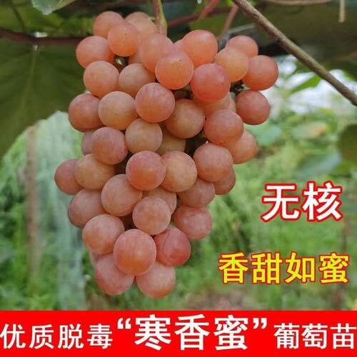 寒香蜜多年生葡萄香甜多汁无核
