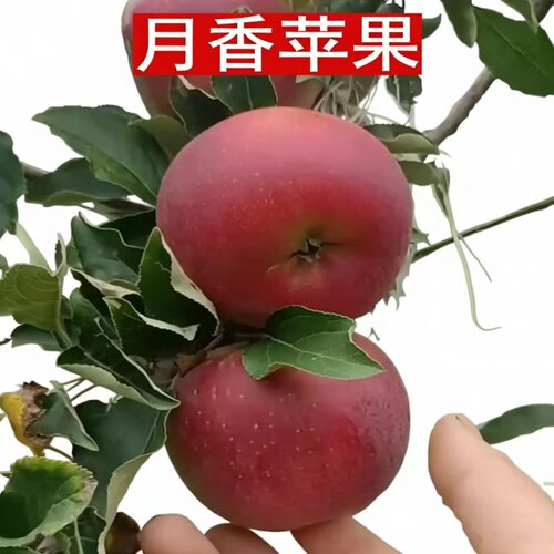 月香苹果树苗矮化早熟苹果树苗