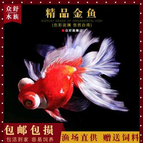 丹頂金魚价格 丹頂金魚图片 星期三