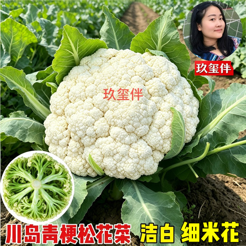 有机秋冬阳台蔬菜苗青梗松花菜