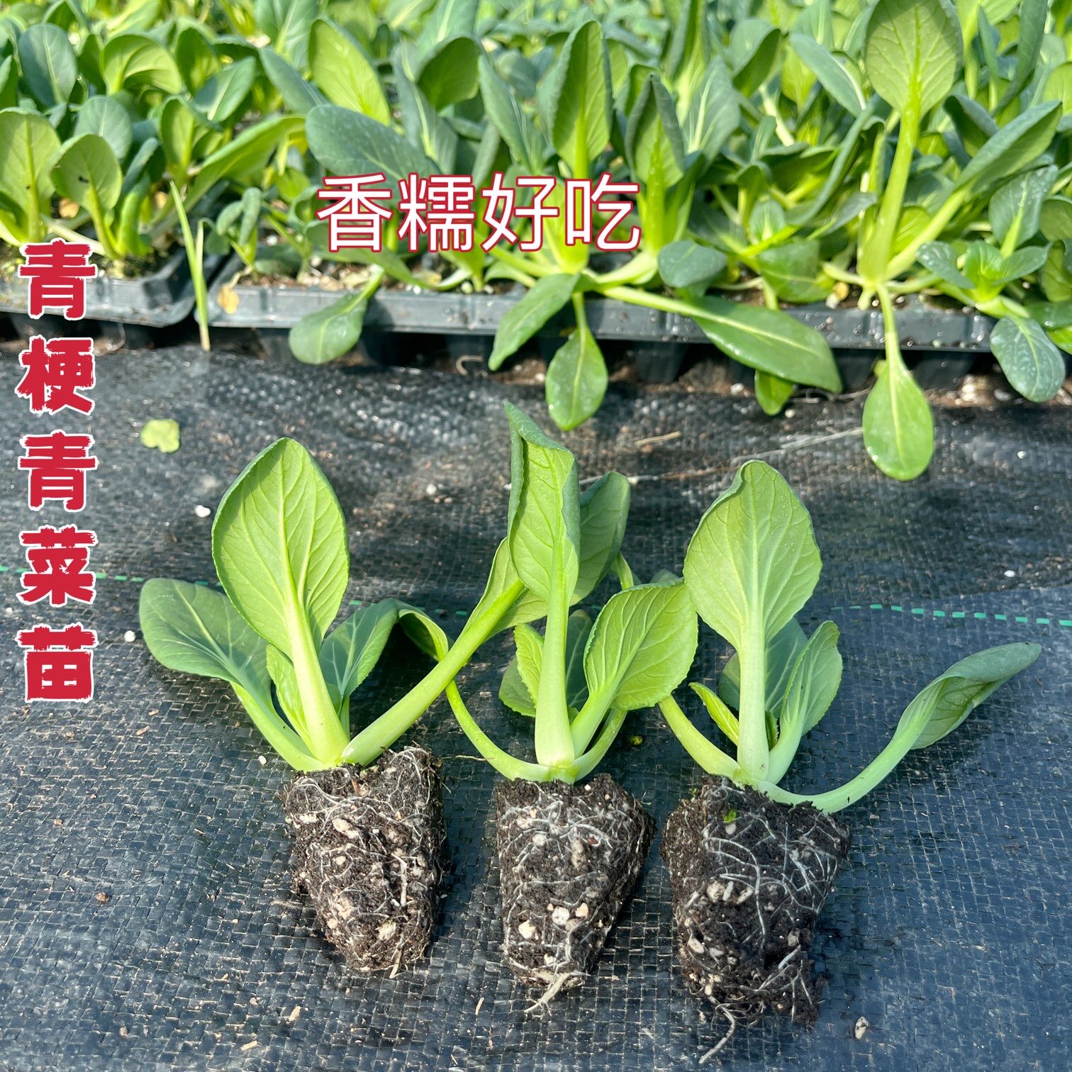 正宗青梗矮脚上海青新鲜菜软糯香甜可口耐热苏州青农家四季苏州青