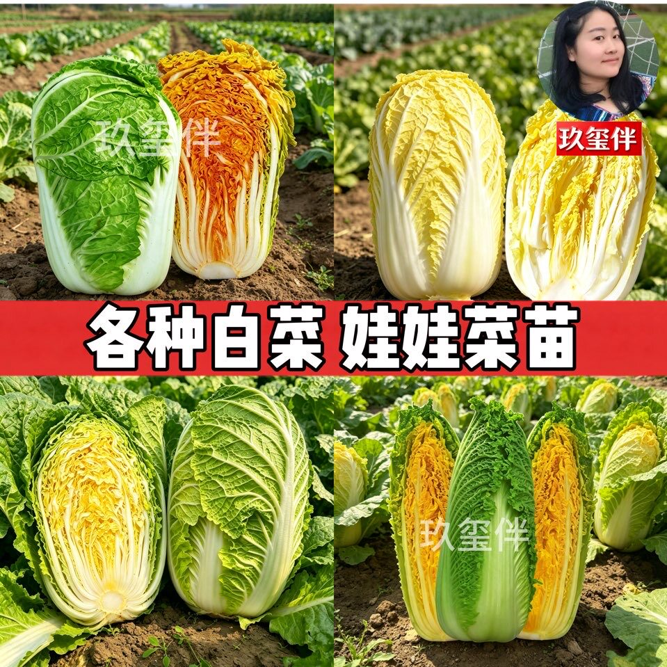 黄心大白菜苗西兰花有机松花菜苗白花菜秧苗甘蓝苗包菜苗秋冬耐寒图片