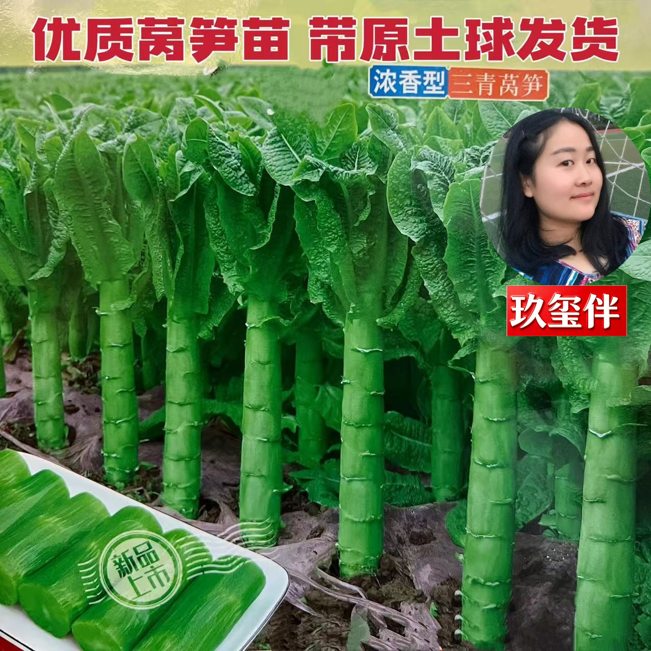优质三青莴笋苗浓香型正品青皮绿叶莴笋苗红叶莴笋苗带原土球发货