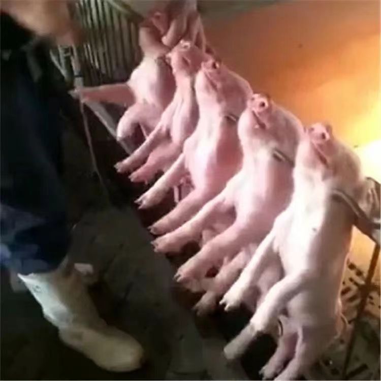 挂猪架 悬挂架猪打针固定器喂药固定架挂钩式支架挂猪架挂猪