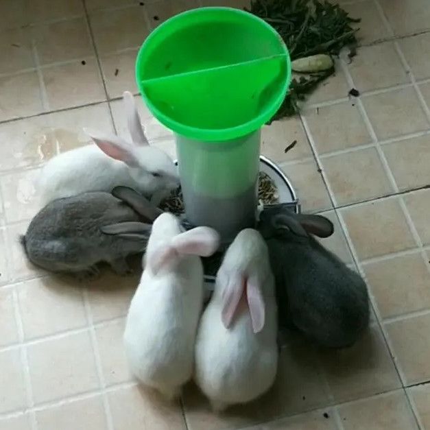 兔子喂食器兔子自动食盒兔子食槽小动物喂食器家兔兔用品兔用食盆