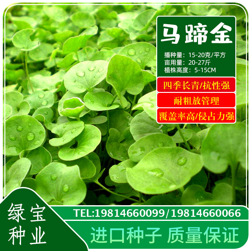 进口马蹄金包衣种子金钱草种籽铜钱草子种多年生四季长青护坡草坪