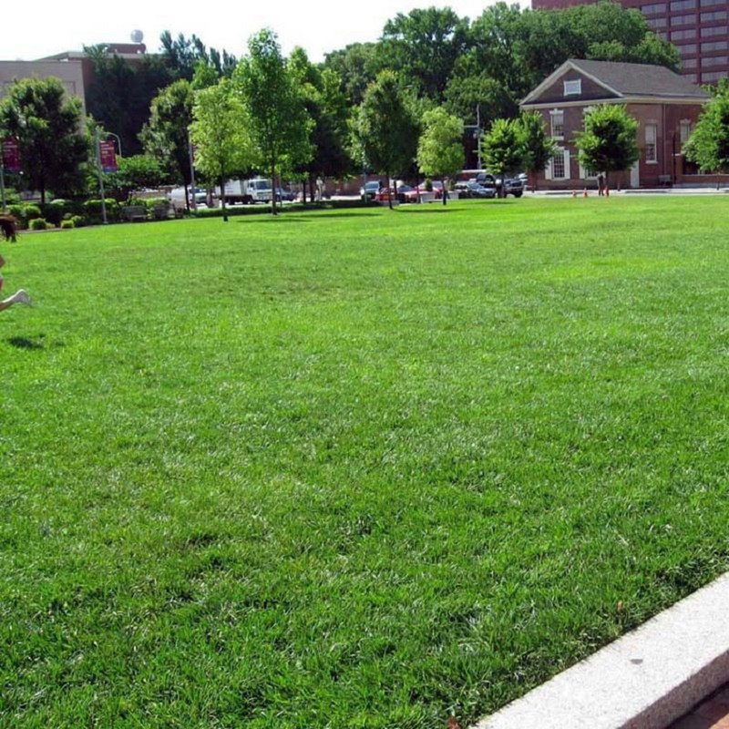 进口匍匐剪股颖草籽牧草高尔夫草种籽四季青种籽草坪种子绿化种孑