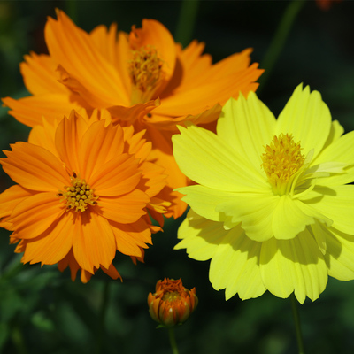 花籽四季室外黄秋英重瓣硫华菊