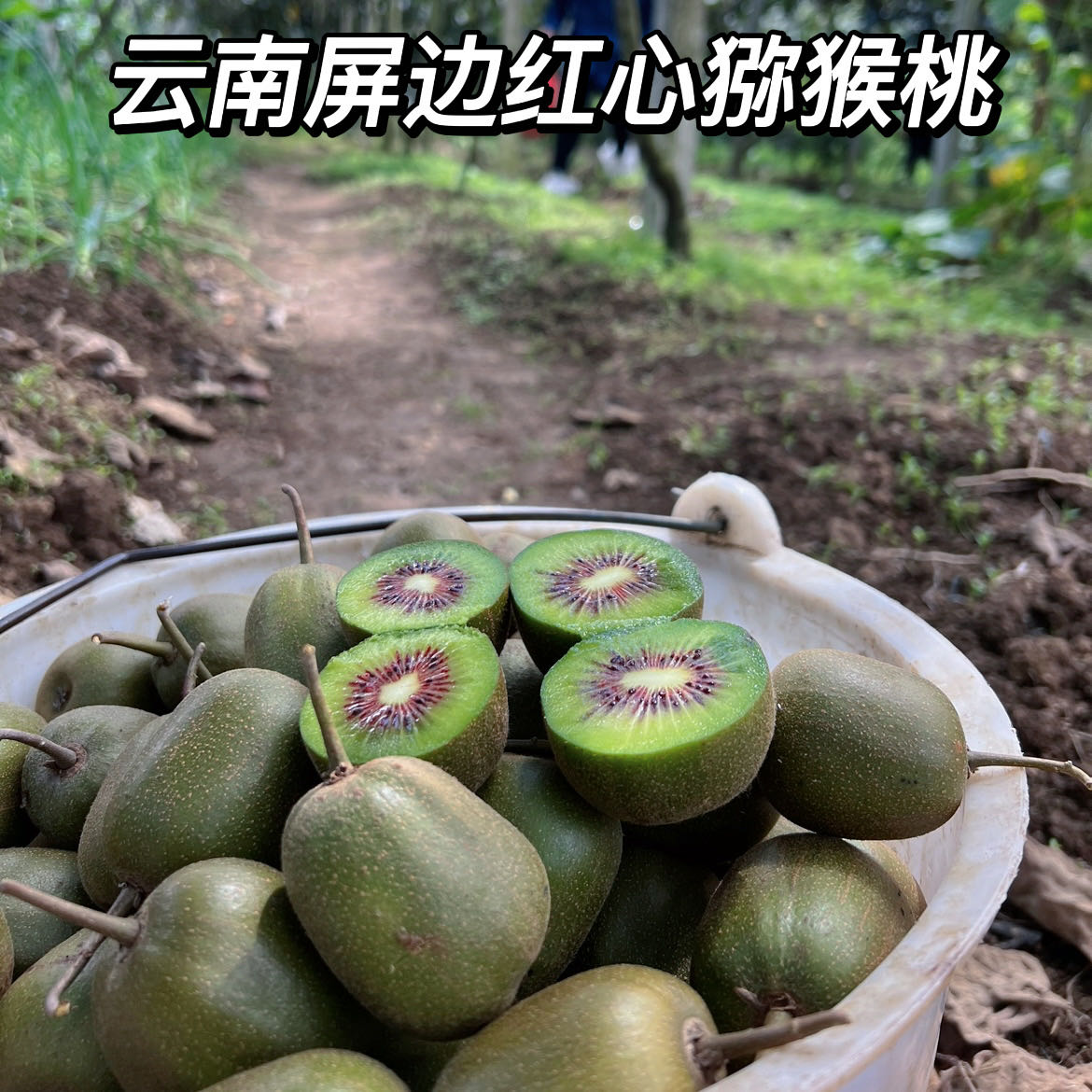 高海拔云南屏边奇异果红心猕猴桃