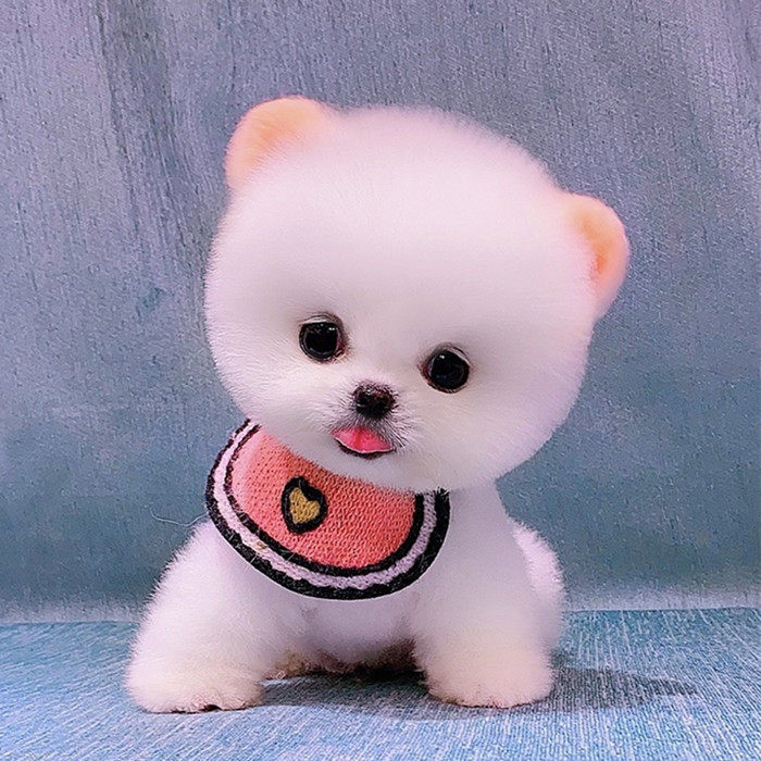 茶杯犬宠物真狗活物博美幼犬宠物狗活幼体茶杯狗长不大小型比熊犬