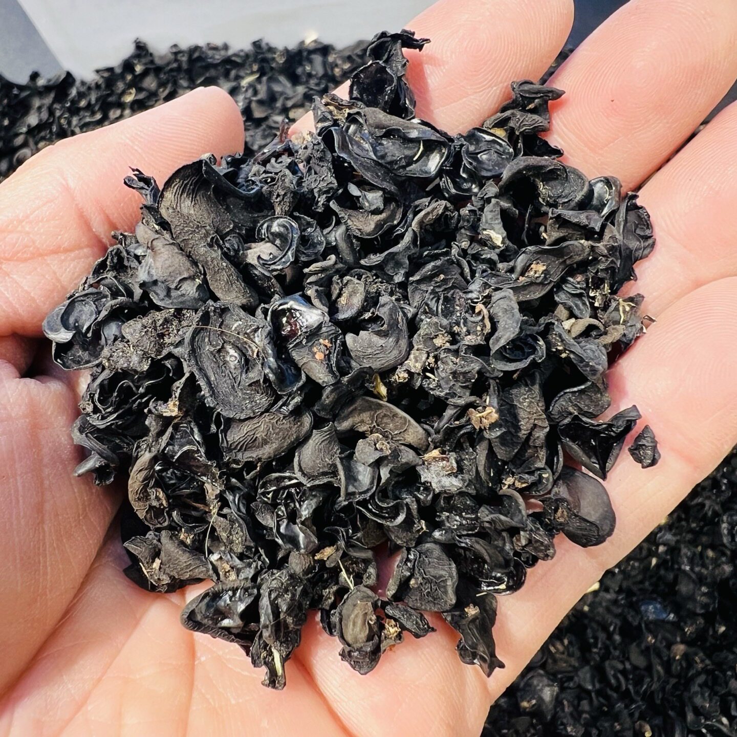 西藏亚东野生精选黑木耳天然干货菌菇高品质 干木耳食用菌新货