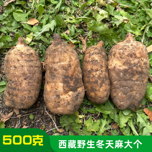 西藏波密野生藏天麻海拔3300米乌天麻25年冬季现挖新鲜天麻干天麻