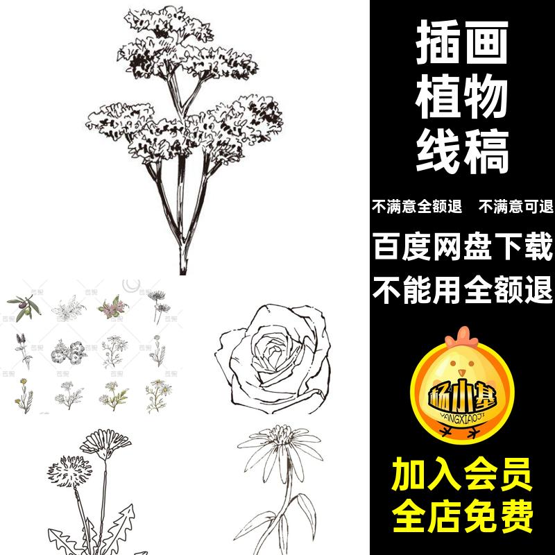 花卉植物线稿AI线描薄荷菊花款枫叶手绘草本植物插画水仙花卉线