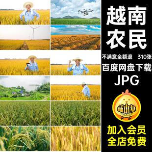 越南秧苗JPG谷黄水素材摄影图片梯田农民稻田金插丰高清稻穗收割