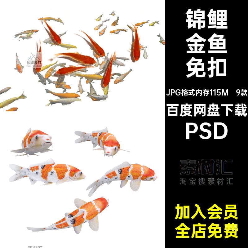 池塘锦鲤金鱼免扣图彩PS9款水面莲花池素材水墨平面荷花中国PSD