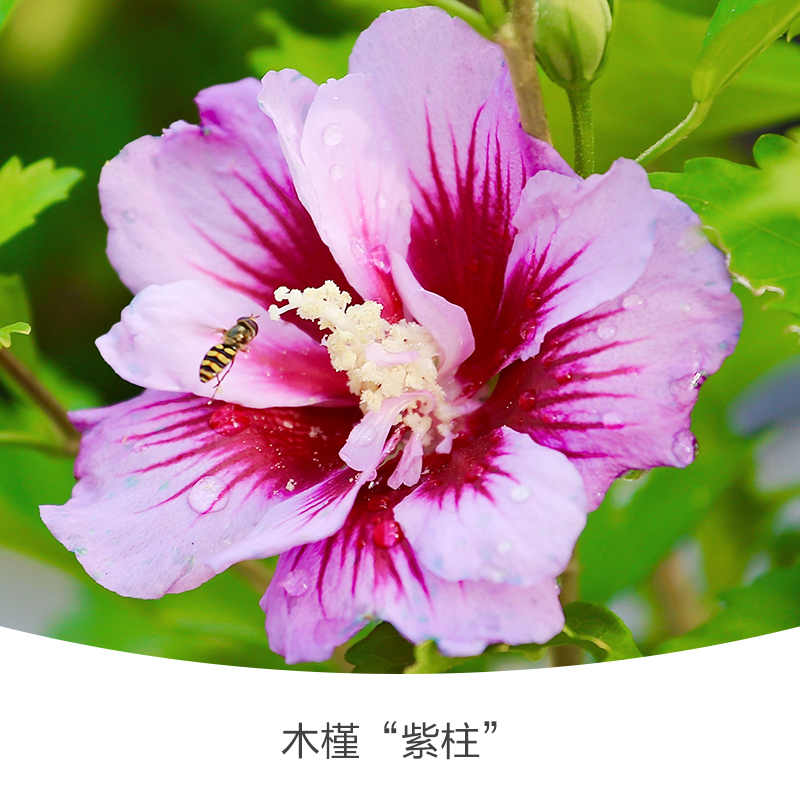 木槿盆栽庭院花园篱笆花灌木沙漠玫瑰夏季开花粉雪纺紫裙耐热花卉