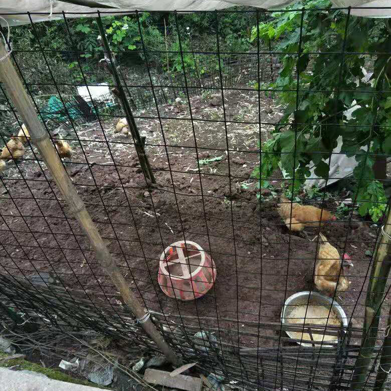 硬塑小孔养殖铁丝网围栏网养鸡围网防护网格拦鸡网养鸽子拦网铁网