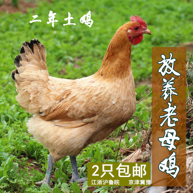 放养老母鸡 两年土鸡 柴鸡 草鸡 母鸡 黑退土鸡农家放养 不吃饲料