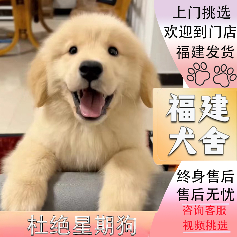 【福建犬舍】纯种金毛幼犬赛级双血统金毛犬中大型犬活体宠物狗狗