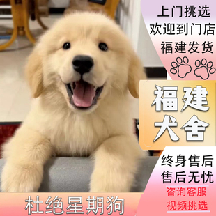 纯种金毛幼犬赛级双血统金毛犬中大型犬活体宠物狗狗 福建犬舍