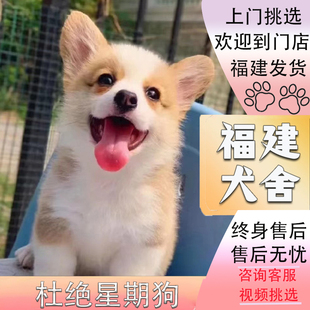 纯种柯基幼犬双色三色柯基犬威短腿小型犬活体宠物狗 福建犬舍