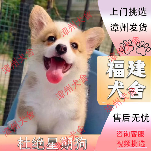 【福建犬舍】纯种柯基幼犬双色三色柯基犬威短腿小型犬活体宠物狗
